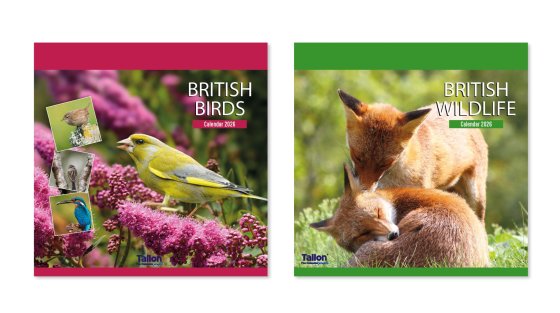 DH1103 CALENDAR SQUARE UK BIRDS WILDL