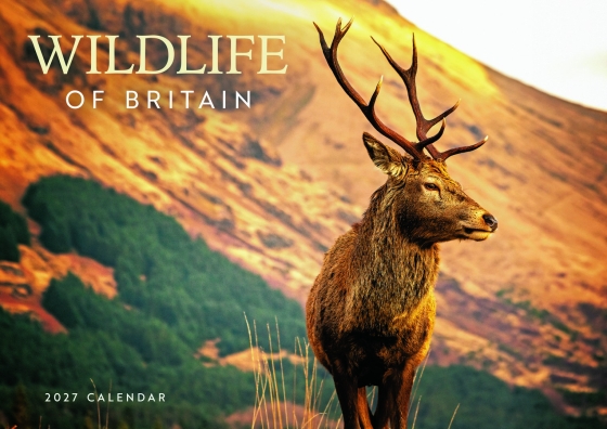 DJ1301 CALENDAR A4 WILDLIFE