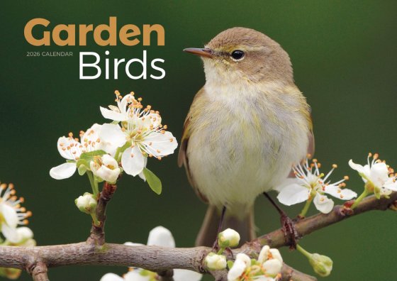 DH1303 CALENDAR A4 GARDEN BIRDS